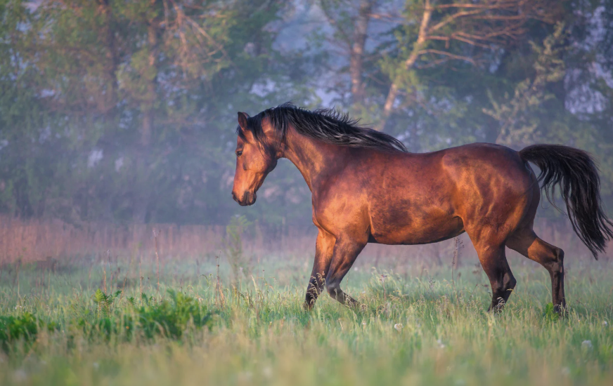 Dorsalgie cheval
